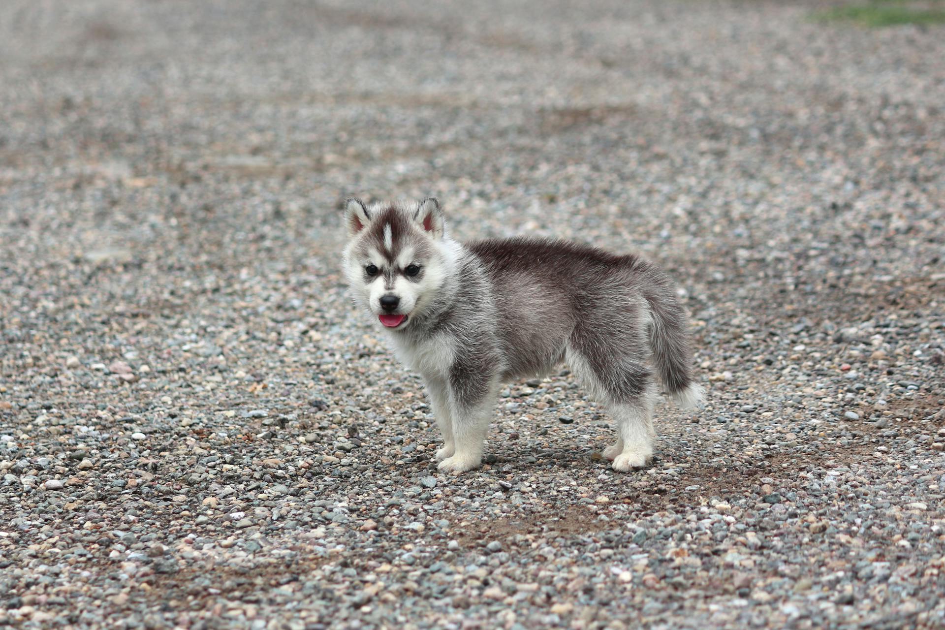 Close-Up Photo of Siberian Husky Puppy