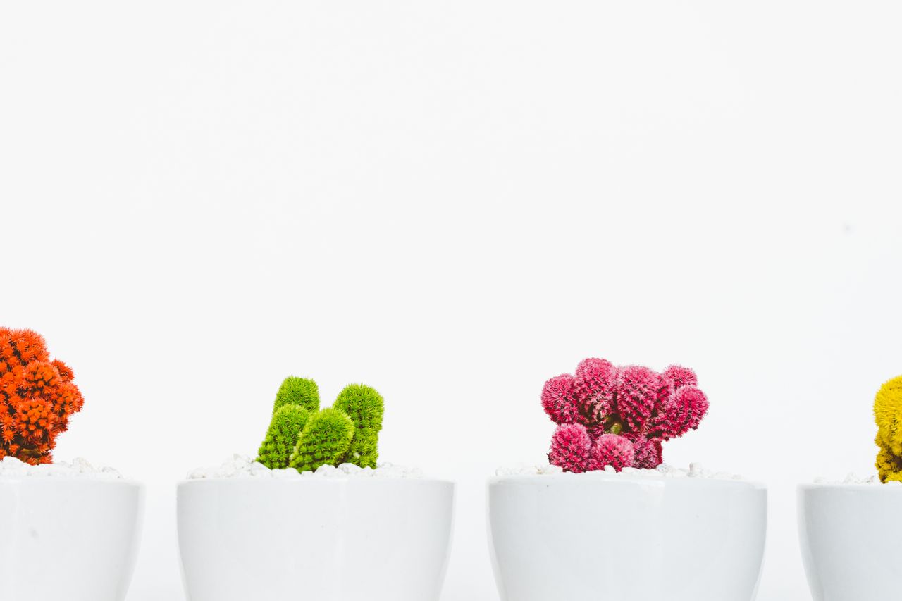 vibrant and minimalist cacti display in white pots featuring diverse c