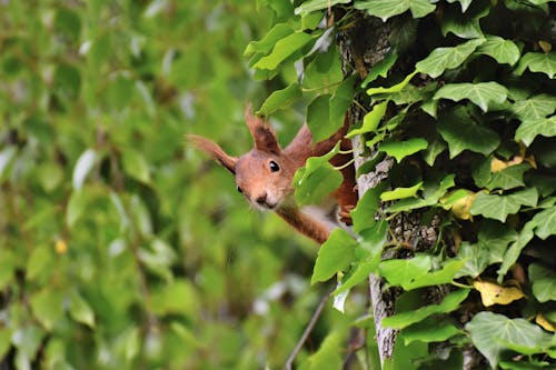 A Cute Brown Squirrel Near Green Leaves