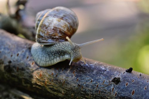 Close-up Shot of a Snail on Wooden Surface