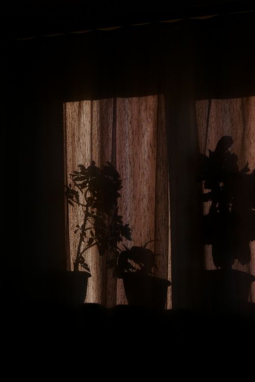 Free Moody silhouette of potted plants against backlit curtains indoors. Stock Photo