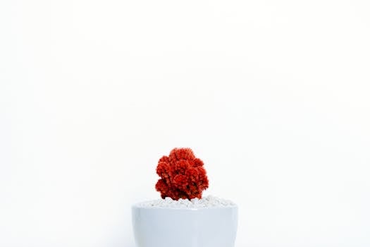 A striking red cactus in a white pot on a clean white background, perfect for modern decor.