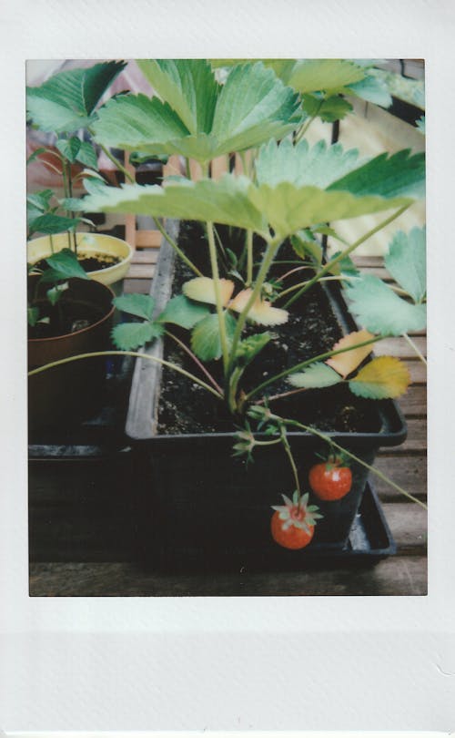 Strawberry Plant in Flower Pot