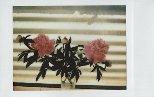 Pink Peonies in Vase