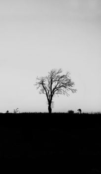 Black and white silhouette of a leafless tree against a stark winter sky in Richhai, MP, India.