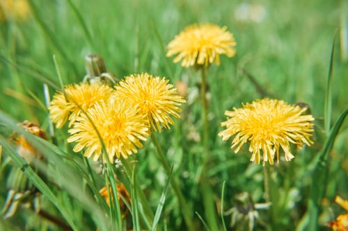 Free Bright dandelion flowers captured in sharp detail, showcasing their vibrant yellow hues amidst lush green grass. Stock Photo