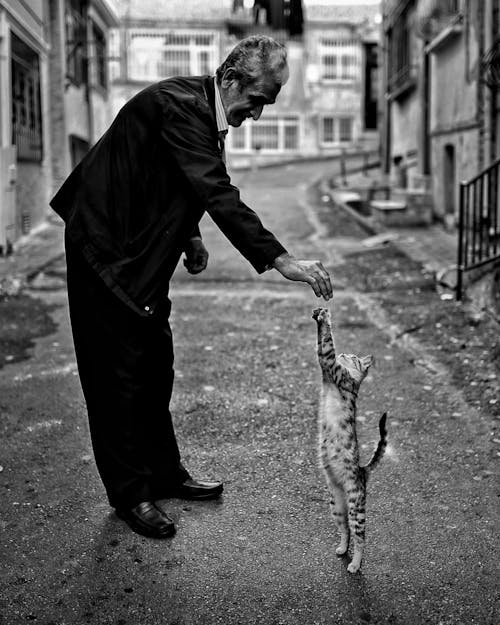 çalmak, dikey atış, Evcil Hayvan içeren Ücretsiz stok fotoğraf