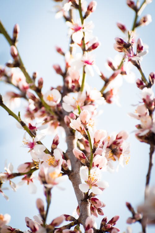 Free stock photo of agriculture, almond, almond blossom