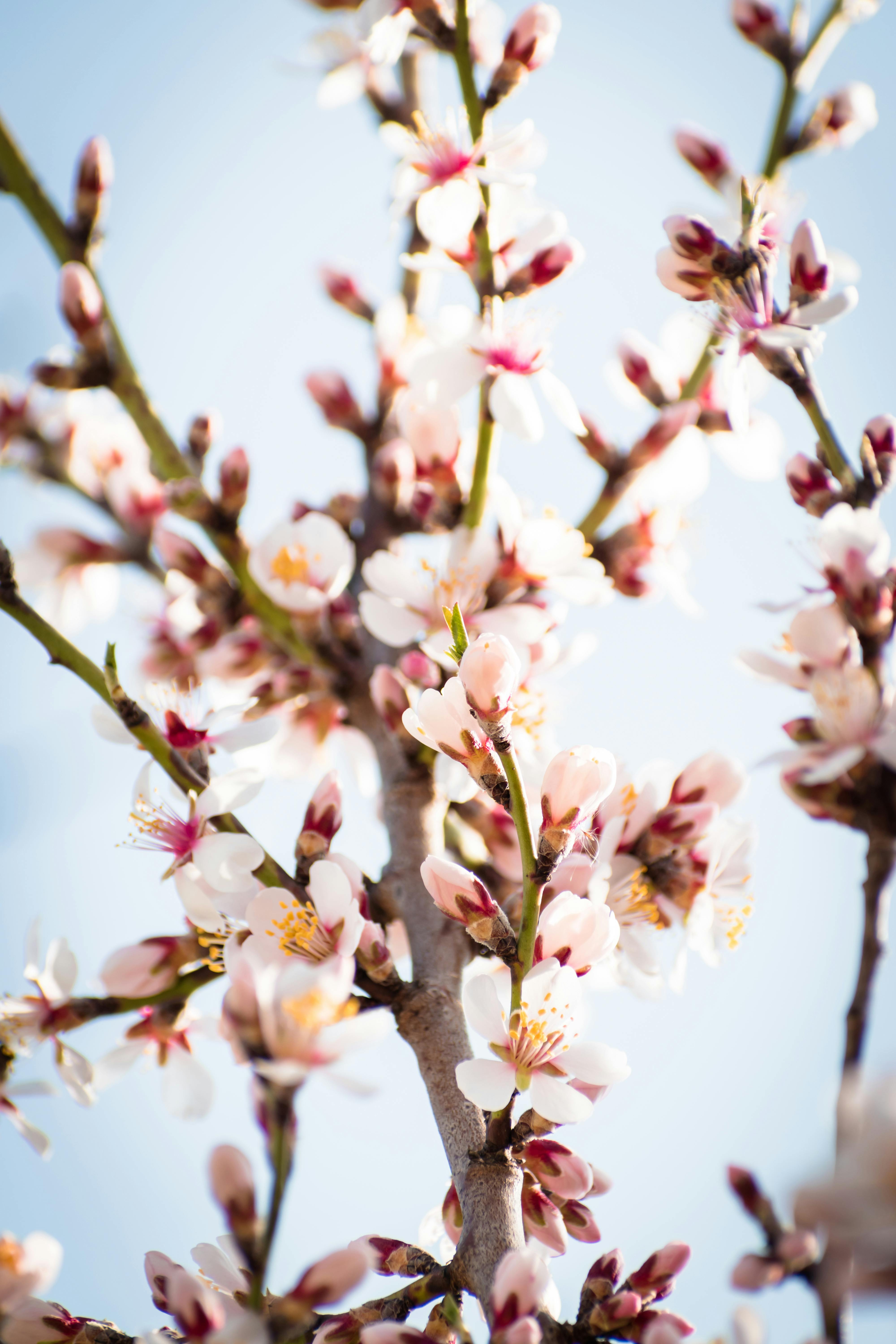 + Fotos y Imágenes de Flor de almendro Gratis · Banco de Fotos Gratis