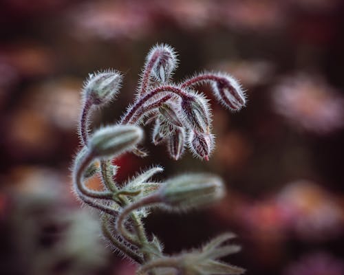 Close Up Shot of Flower Buds