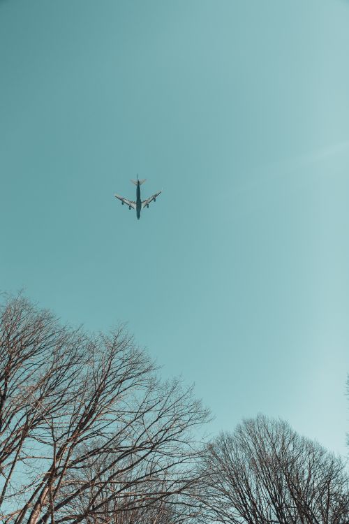 Free An aircraft flies above leafless trees under a clear blue sky, captured from a low angle. Stock Photo