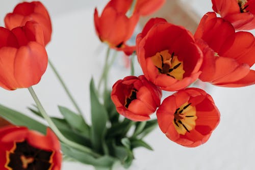 Free Close-Up Shot of Red Tulips Stock Photo