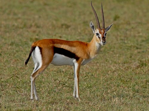 A Gazelle on a Grassy Field