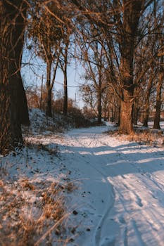 A serene winter path through a snowy forest illuminated by warm sunlight casting long shadows.
