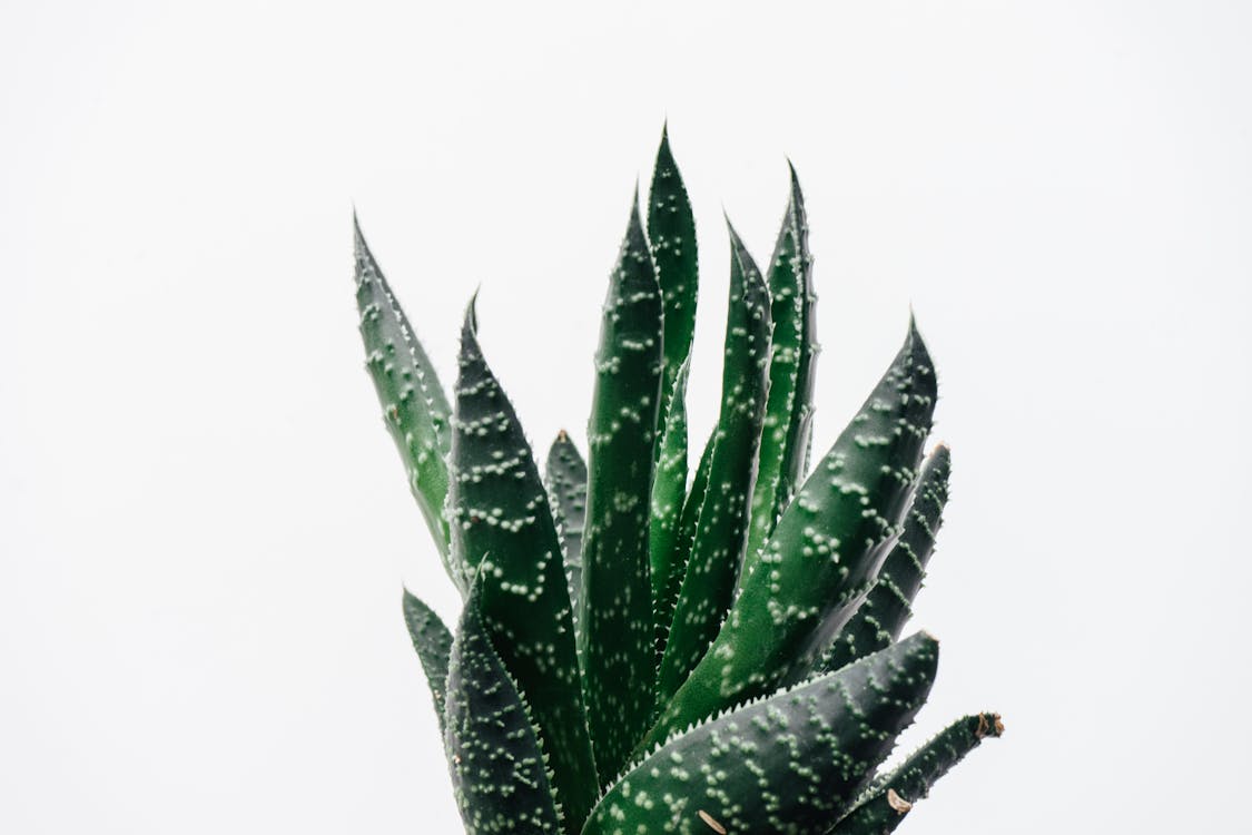 Aloe Vera, Beyaz arka plan, bitki içeren Ücretsiz stok fotoğraf