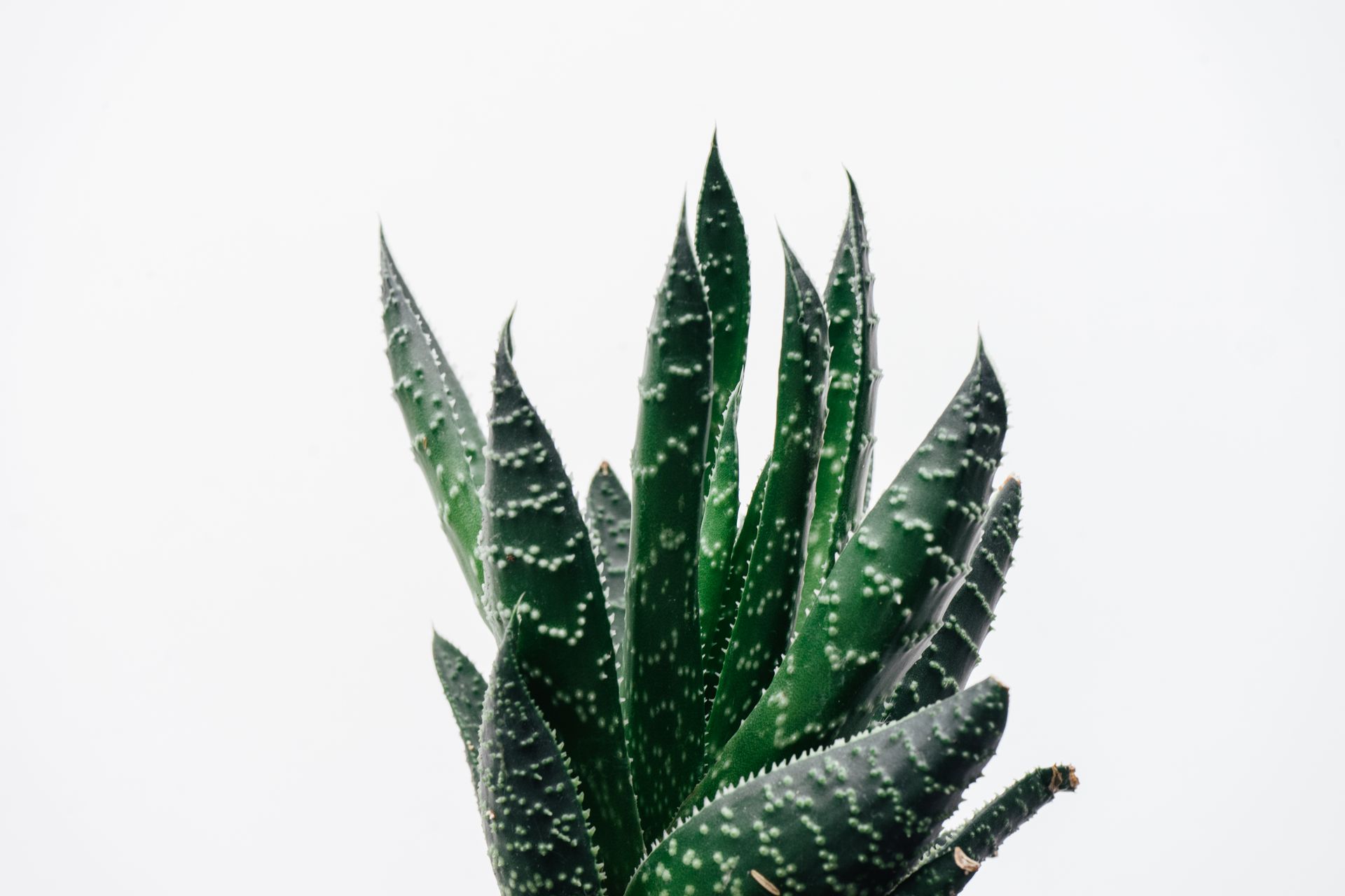 Close-up of Aloe Vera Plant