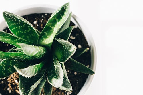 Green Plant on White Ceramic Pot