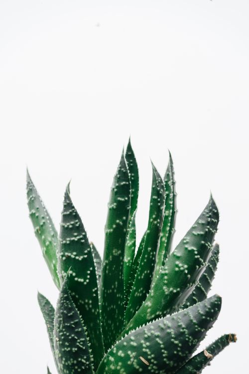 Free Vibrant aloe vera plant close-up against a minimal white backdrop. Stock Photo