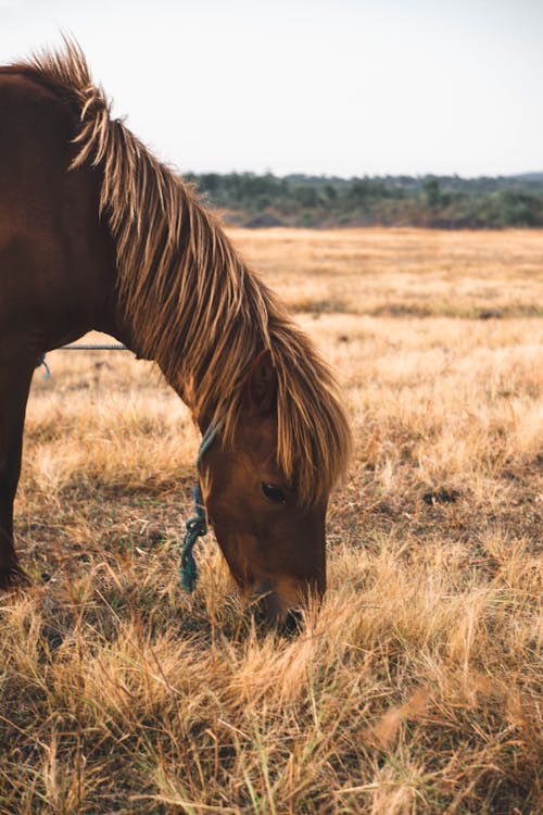 Brown Horse on Brown Grass Field