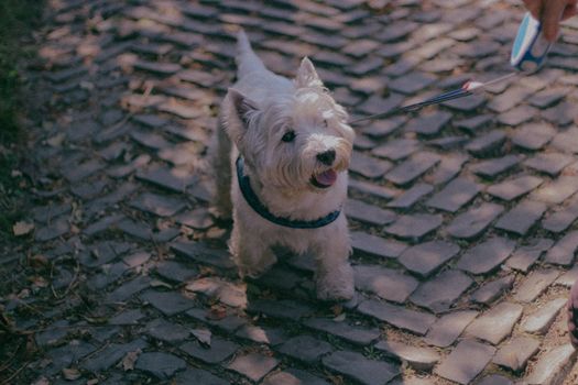 lisbon dog walking cobblestone
