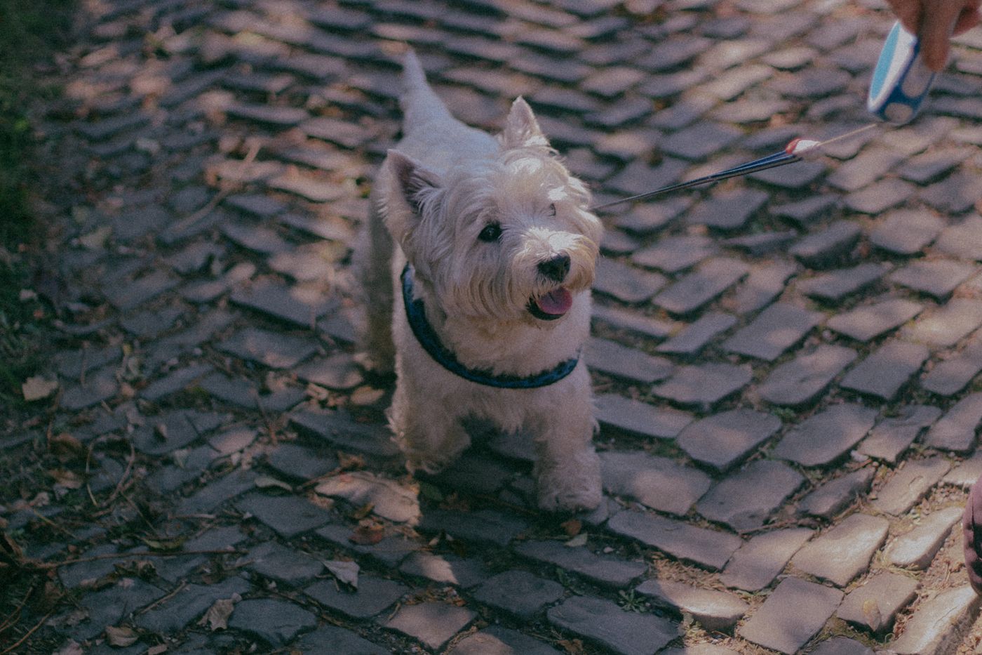 Adorable Westie dog walking on a cobblestone path with a leash outdoors.