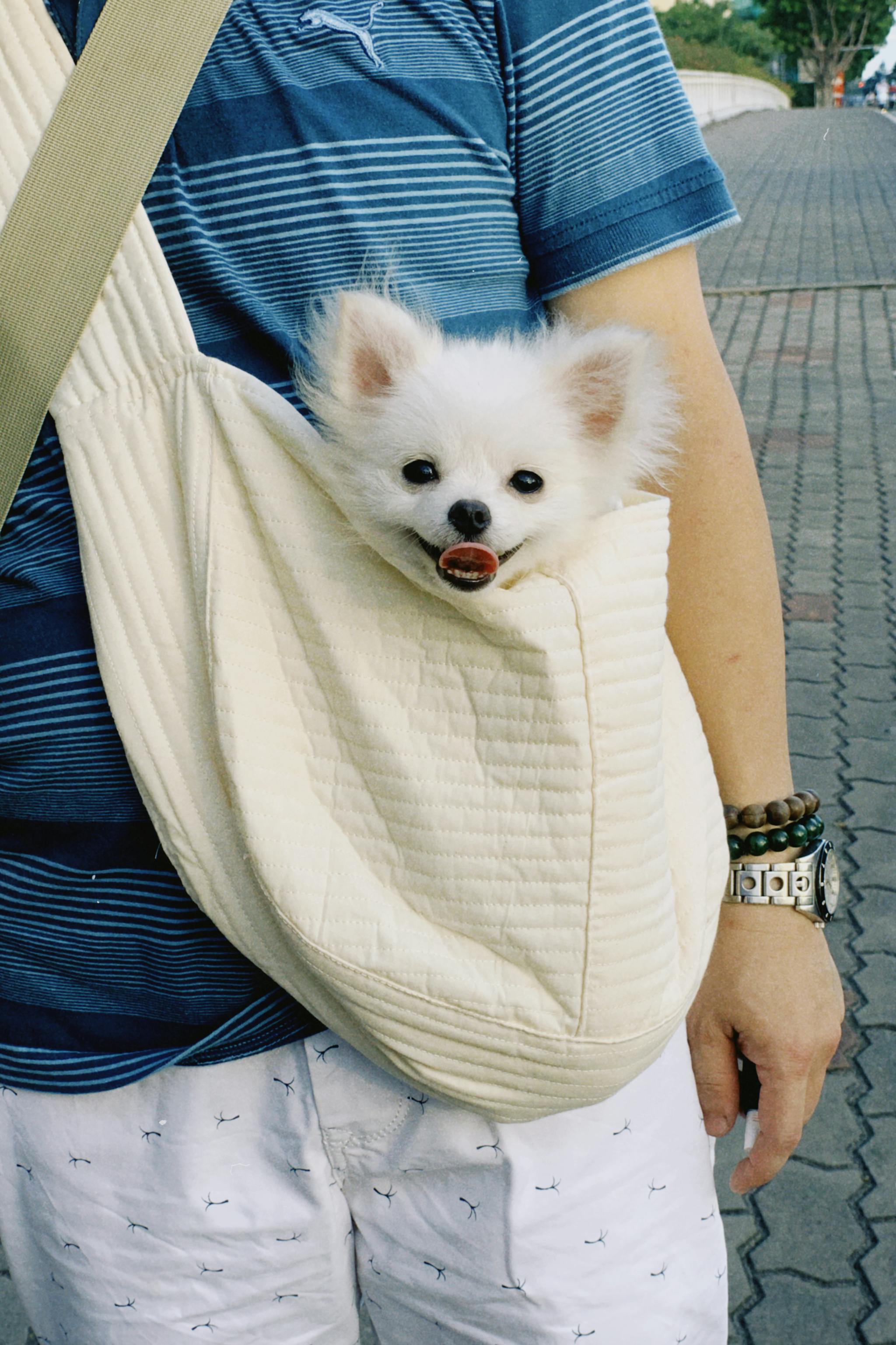 man carrying a pomeranian dog in a bag