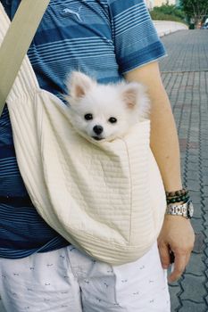 Cute Pomeranian puppy peeks out of a shoulder bag held by an adult outdoors.
