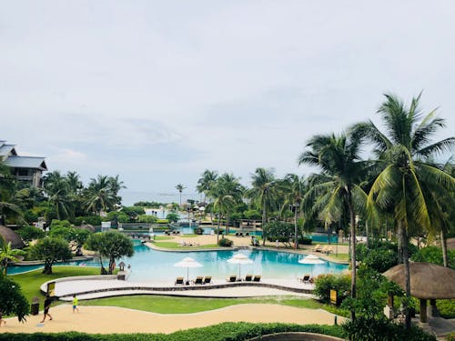 Green Palm Trees Near Swimming Pool