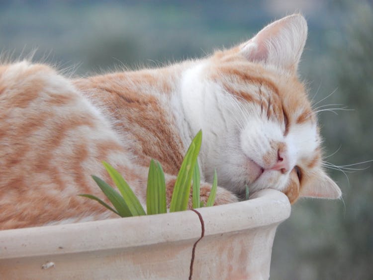 Tabby Cat Sleeping On Brown Clay Pot