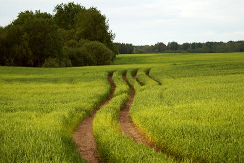 Foto profissional grátis de agricultura, ao ar livre, área