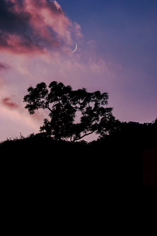 Free A stunning silhouette of a tree under a crescent moon with a dramatic sky captured in Nepal. Stock Photo
