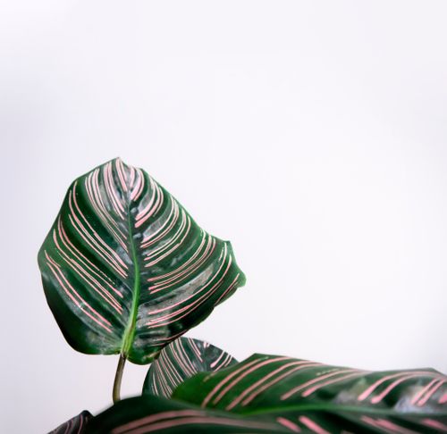 Free Close-up of Calathea Ornata leaves with pink stripes against a white backdrop. Stock Photo