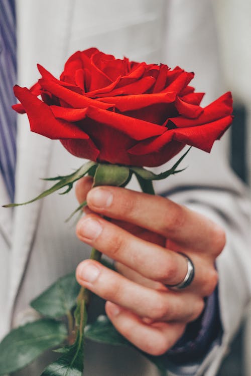 A Person Holding Red Rose Flower