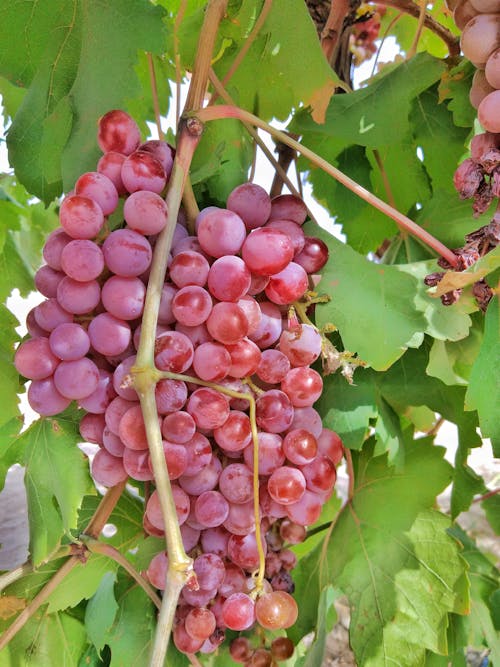 Бесплатное стоковое фото с вертикальный выстрел, виноград, вкусный