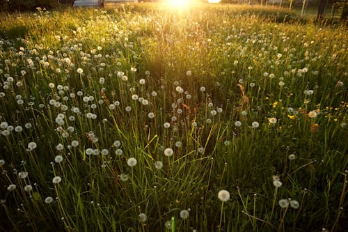 A Photo of Dandelion Flowers on the Field