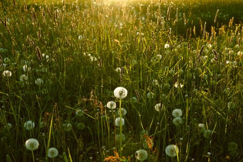 Free Lush field of dandelions basking in warm sunlight, capturing the essence of spring. Stock Photo