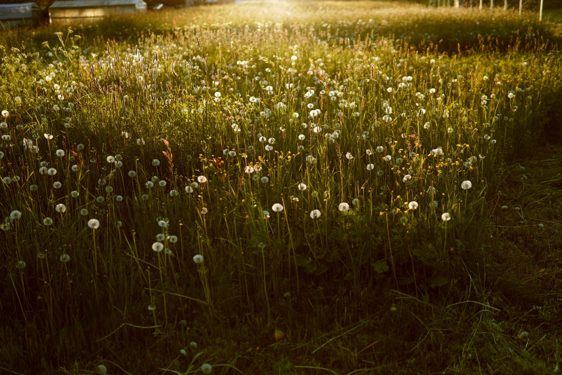 A serene field filled with white dandelions under the warm glow of sunset, capturing nature's calm beauty.