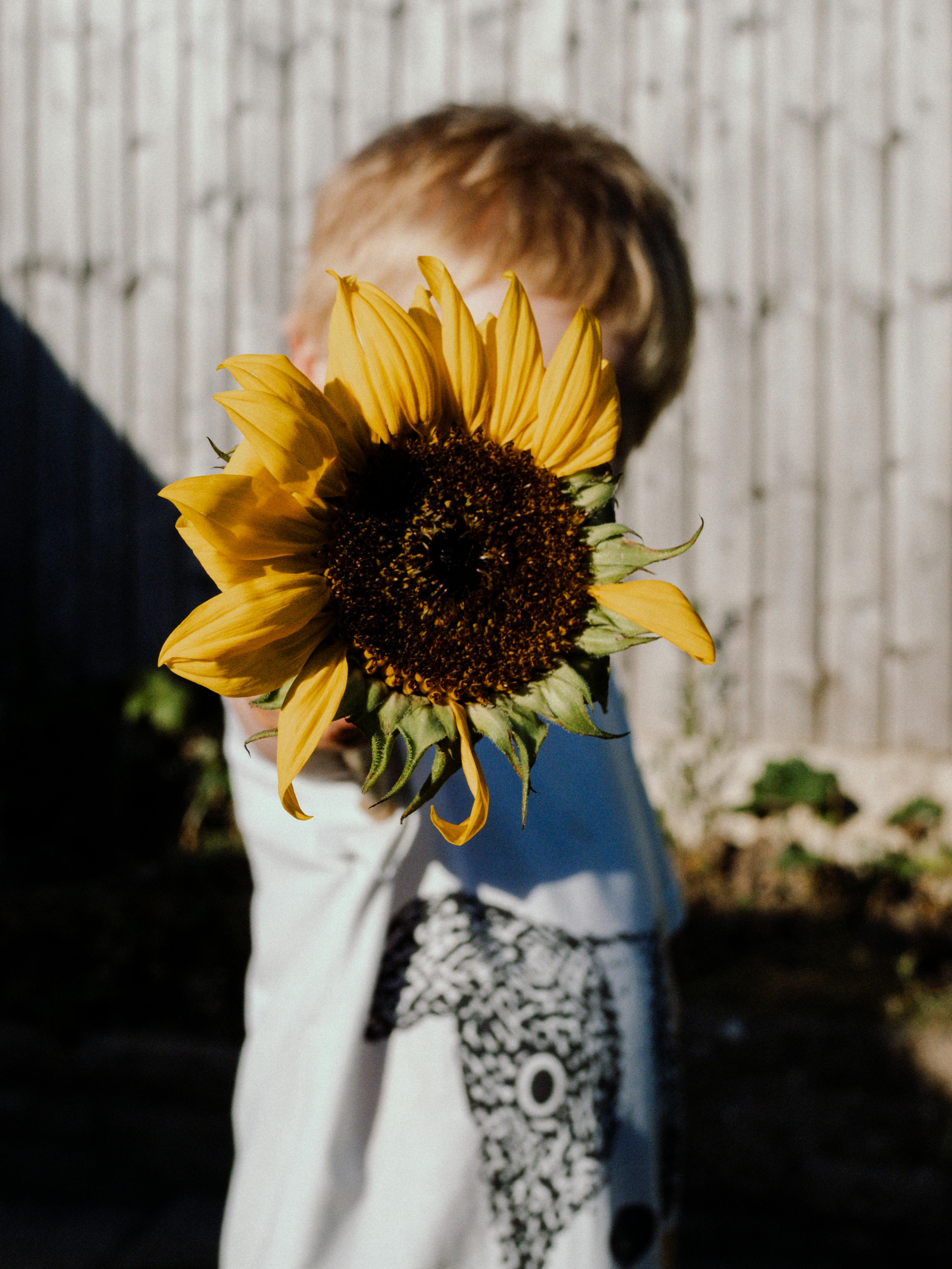 A child playfully holds a vibrant sunflower close, focus on its bright petals.
