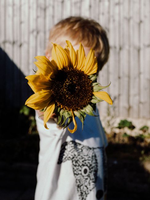A child playfully holds a vibrant sunflower close, focus on its bright petals.