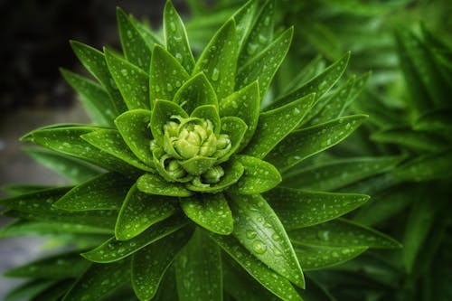 Gratis lagerfoto af grøn, plante, plantefotografering