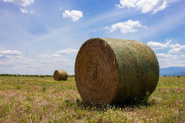 Hay Bales In Field