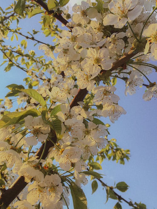 бесплатная Бесплатное стоковое фото с белые цветы, вертикальный выстрел, весна Стоковое фото