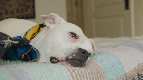 A Cute Dog Lying on the Bed