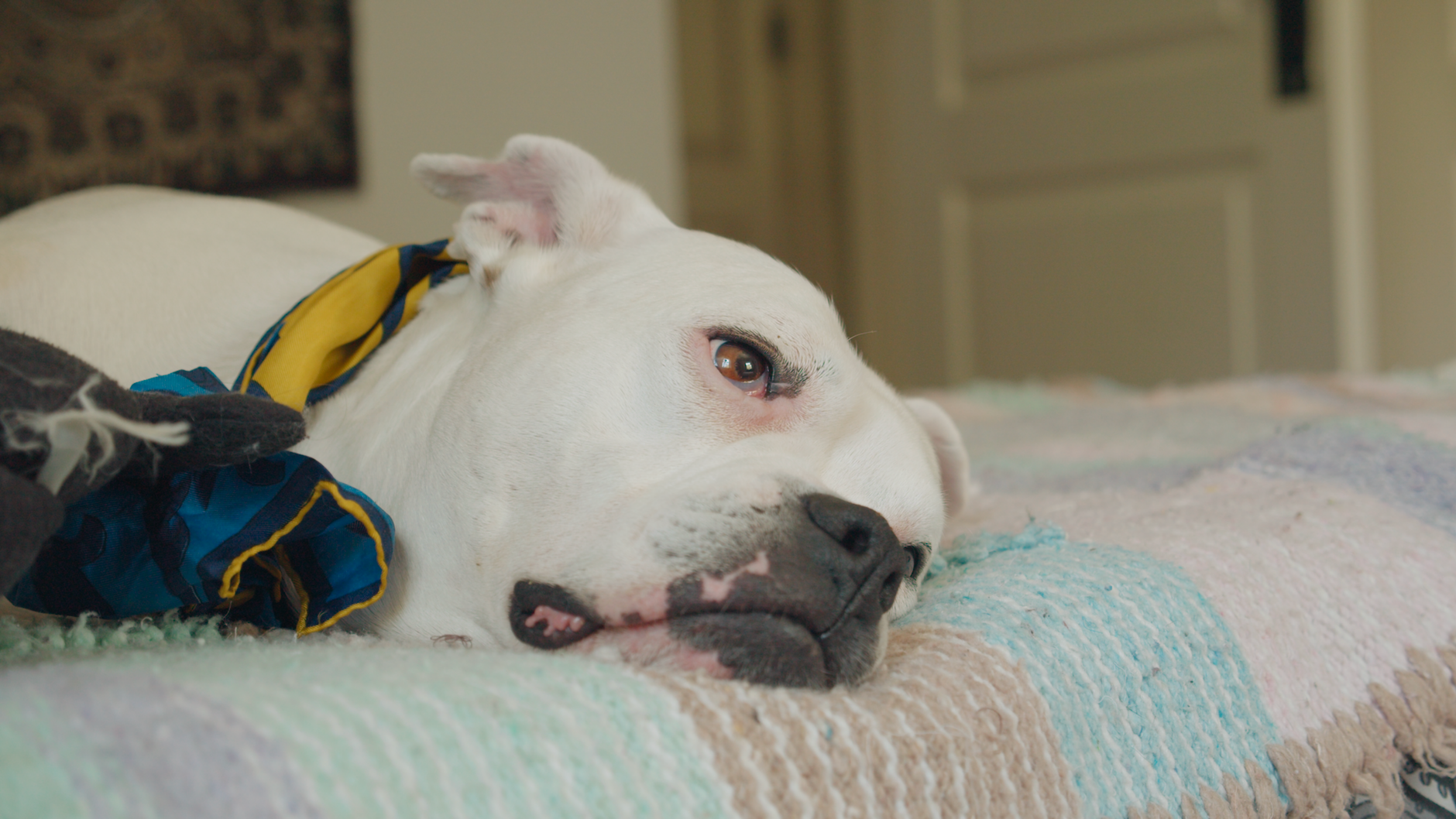 fenbendazole dosing for brain cancer — White dog peacefully lying on a bed, with colorful scarf indoors.