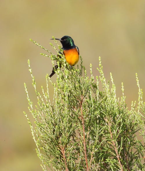 A Bird Perched on the Shrub