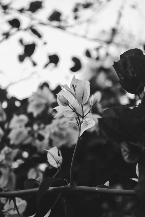 Free Monochrome photo focusing on leaves with a blurred background, creating an artistic effect. Stock Photo