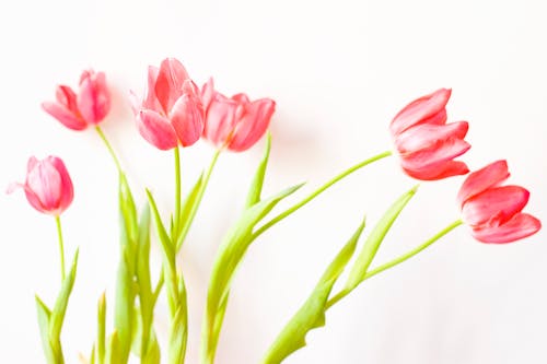 無料 ピンクのチューリップ, ピンクの花, フローラの無料の写真素材 写真素材