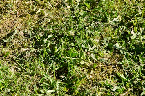 Kostnadsfri bild av grönt gräs