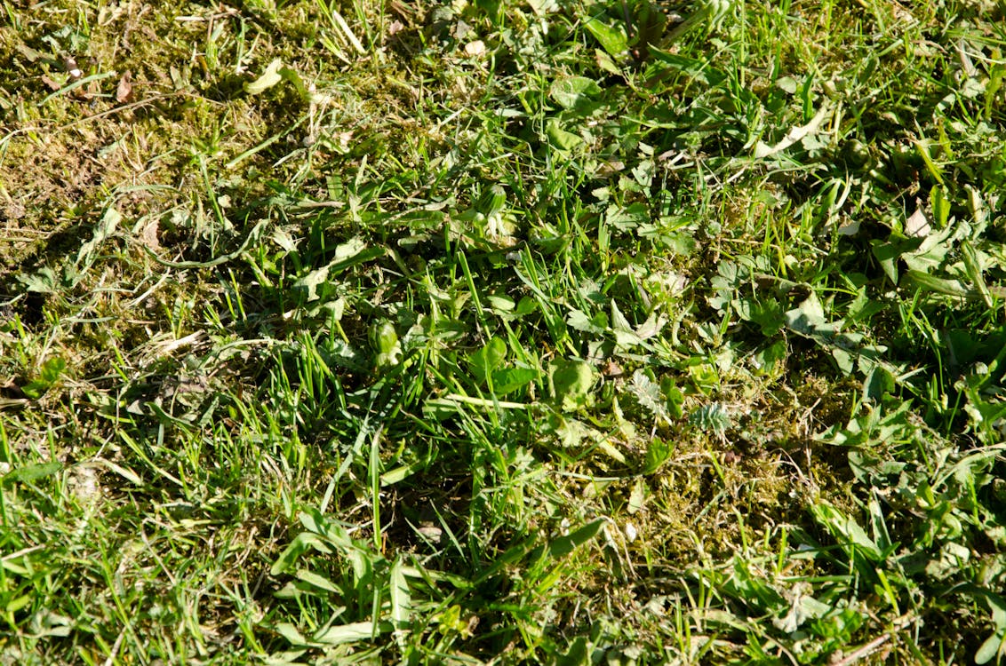 Foto profissional grátis de grama verde