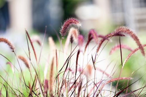 Red Grass in Close Up Photography